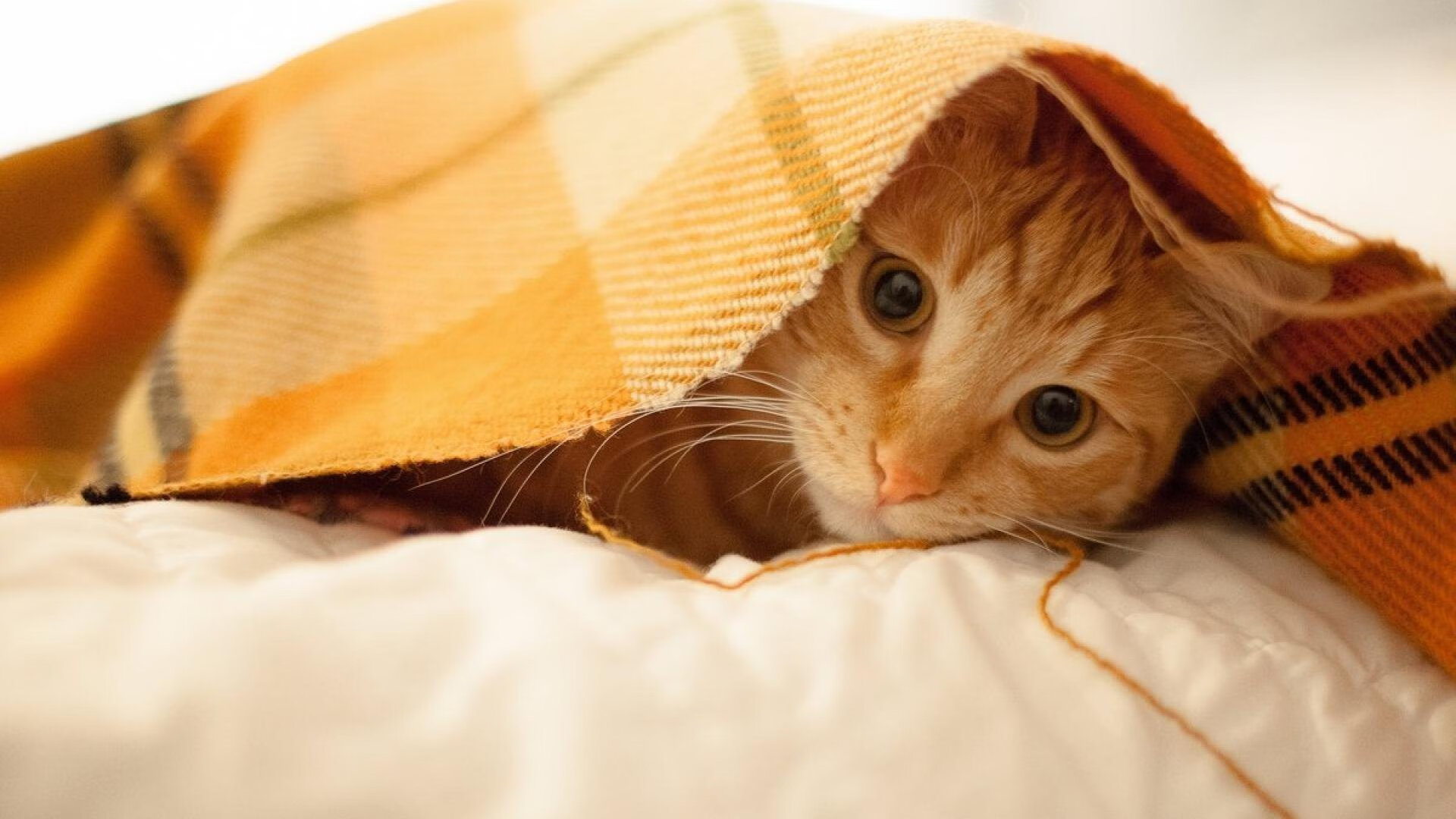 雷火电竞网址-戴维的箭矢，库尔图瓦的神殿守卫战与克罗地亚的巨人击溃