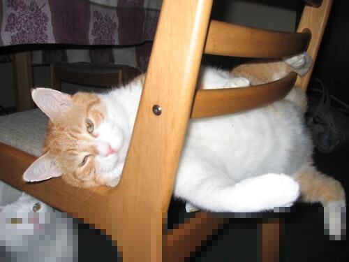 两种横扫,从委内瑞拉爆冷到恩佐的东决狂飙