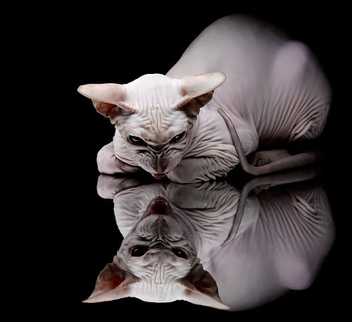 冰与火的对决,哈弗茨绝杀之刃与维拉铁血之夜,如何联手重塑英超权力版图