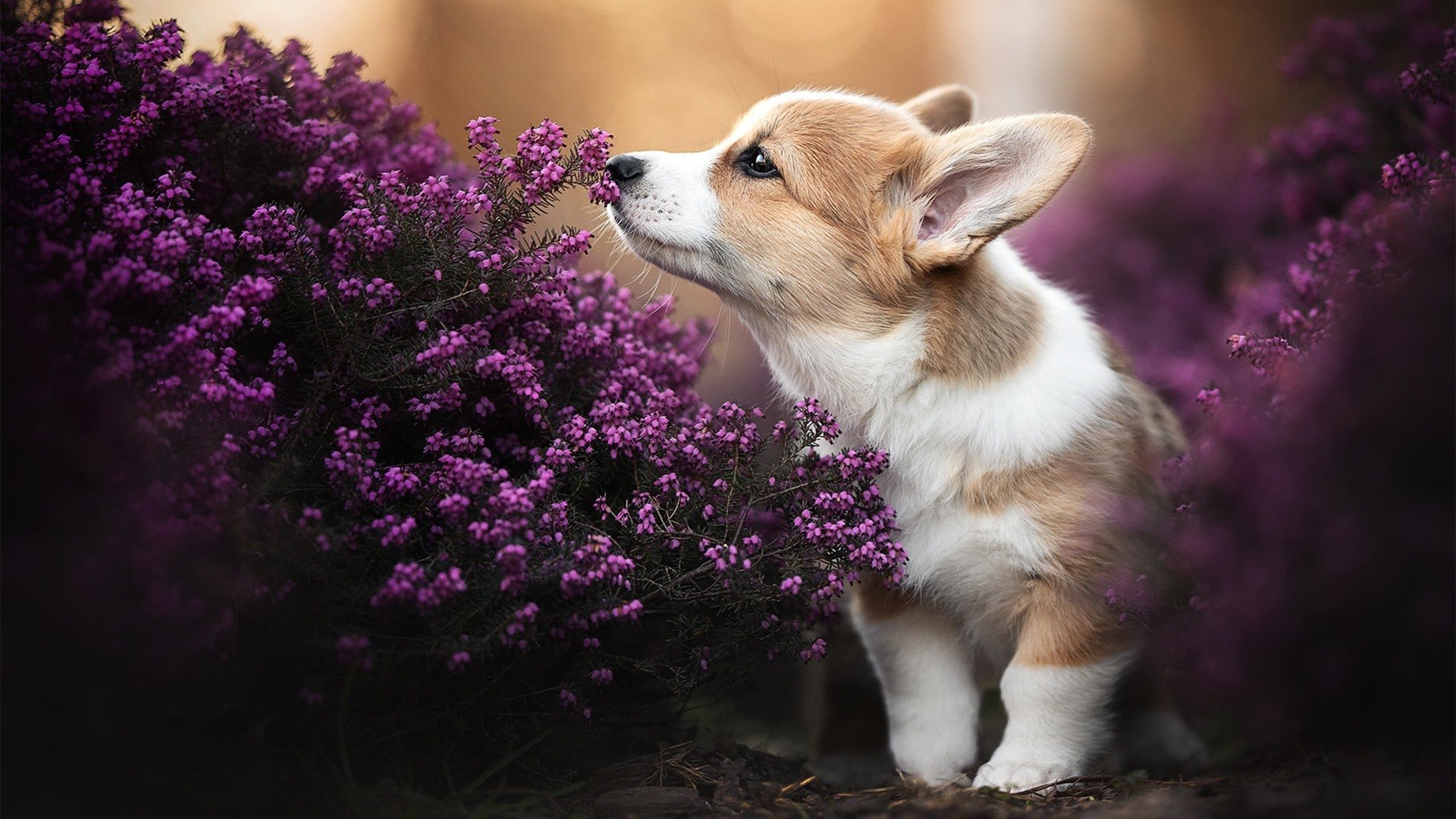 厄德高一锤定音,苏格兰稳稳拿下洪都拉斯胜利