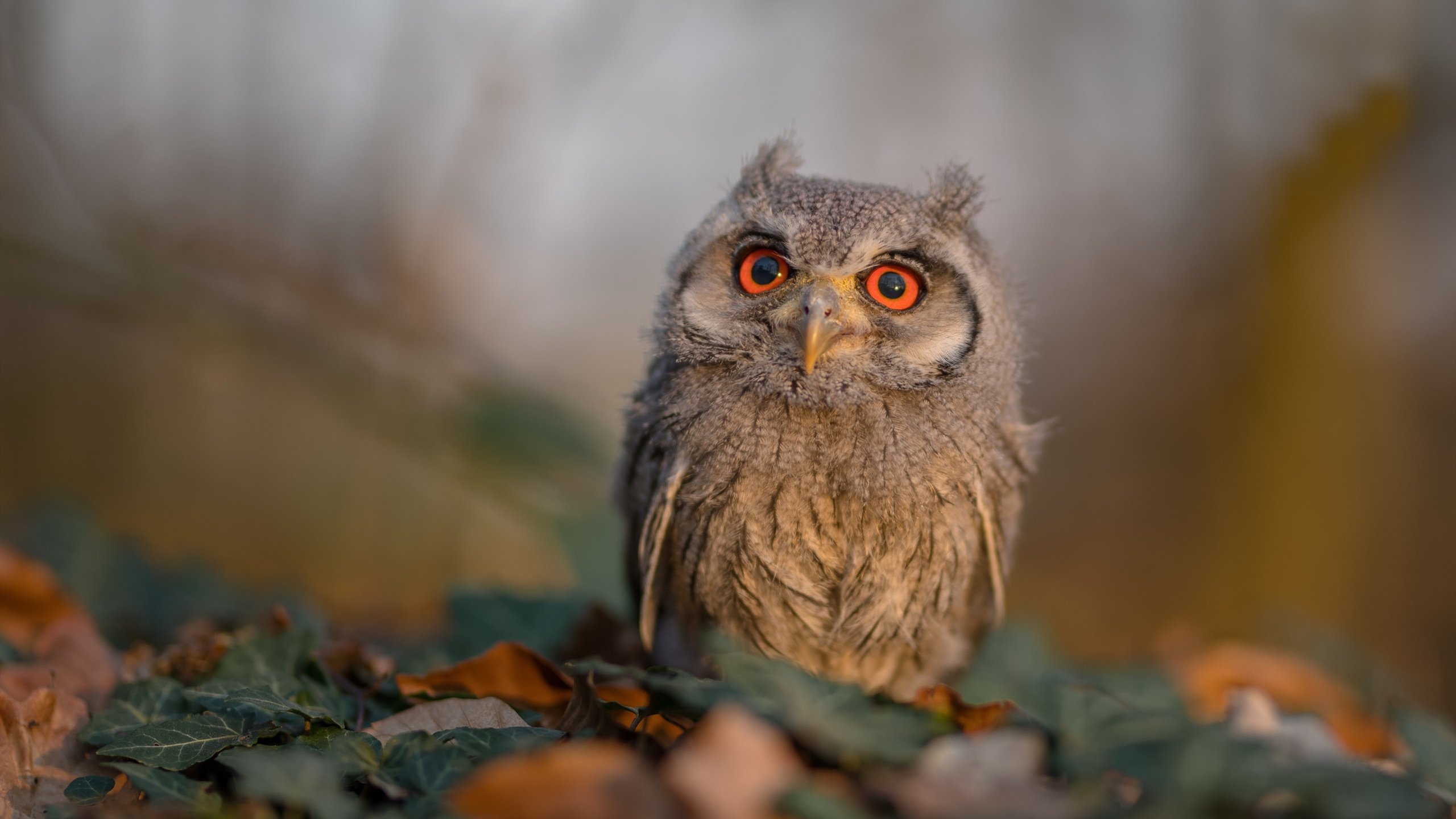 雷火电竞充值-唯一性的律动，芬兰节奏掌控奥地利，法比尼奥刷新纪录的启示