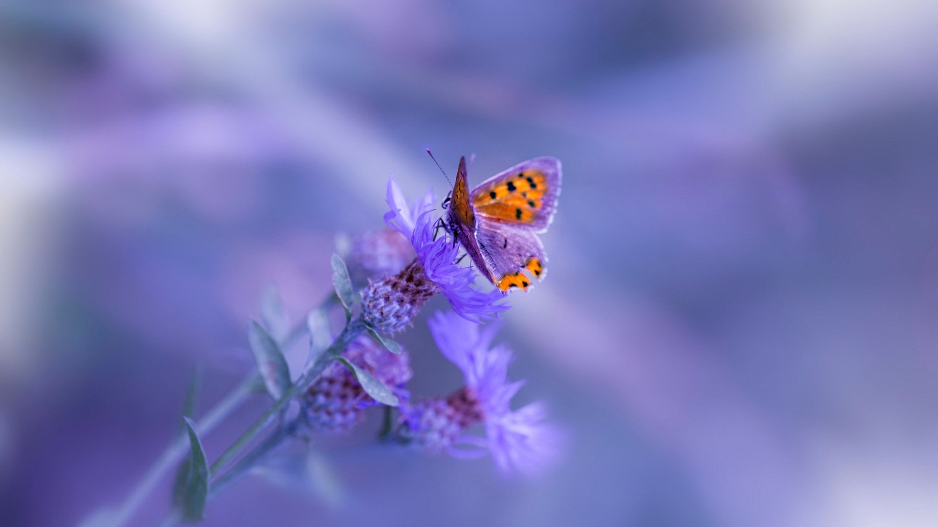 从伯纳乌的失落,到世界杯的舞台,赖斯如何将皇马的教训化为2026的辉煌