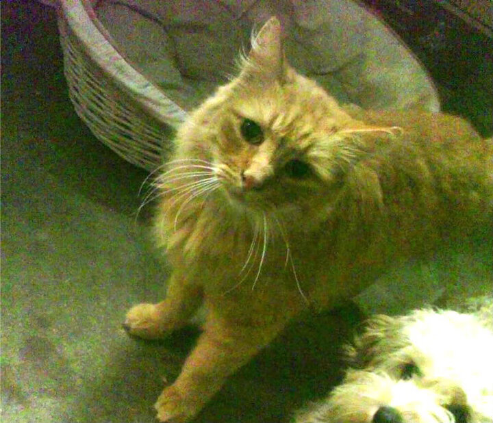 雷火电竞入驻-库尔图瓦三封点球，克罗地亚4-2终结AC米兰的欧冠唯一性