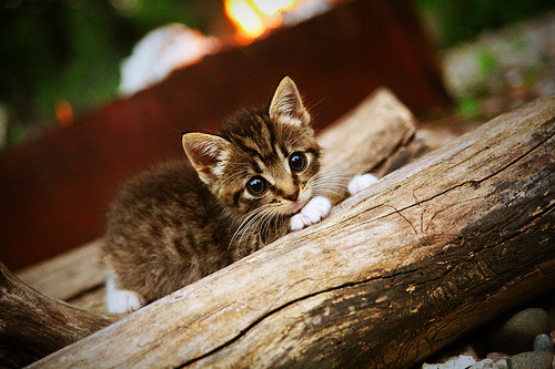 冰与火之歌，辽宁蓝焰踏平北境，哈登关键先生主宰红色战场