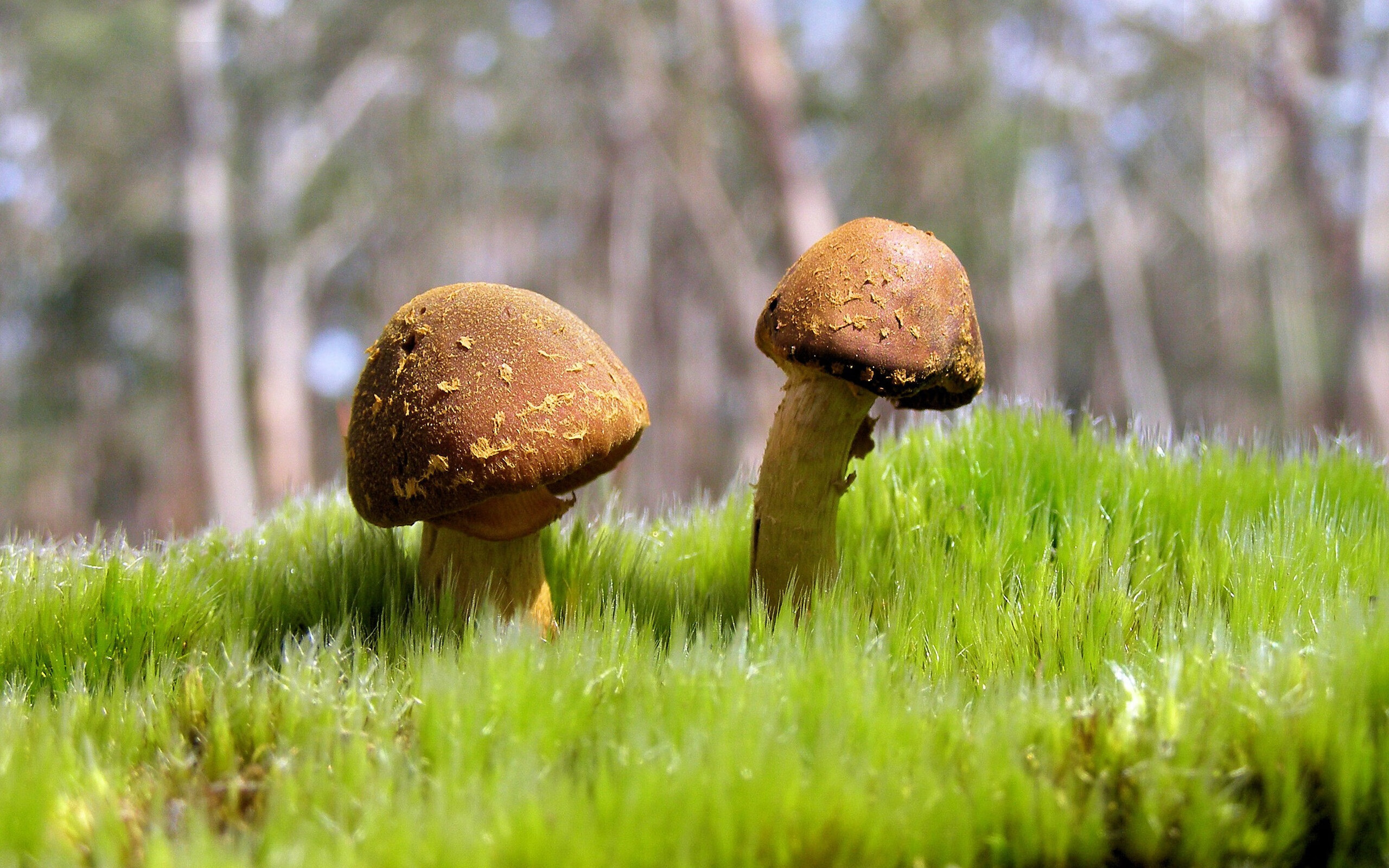 雷火电竞-赛道与球场，当班凯罗的数据引擎在F1决战之夜全速引爆