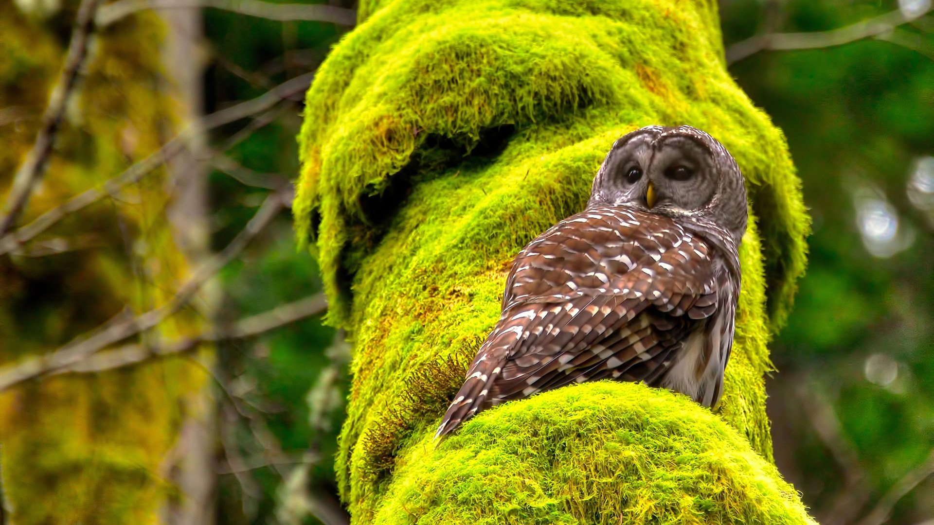 双城记，欧冠战场与纽约德比的胜利回响