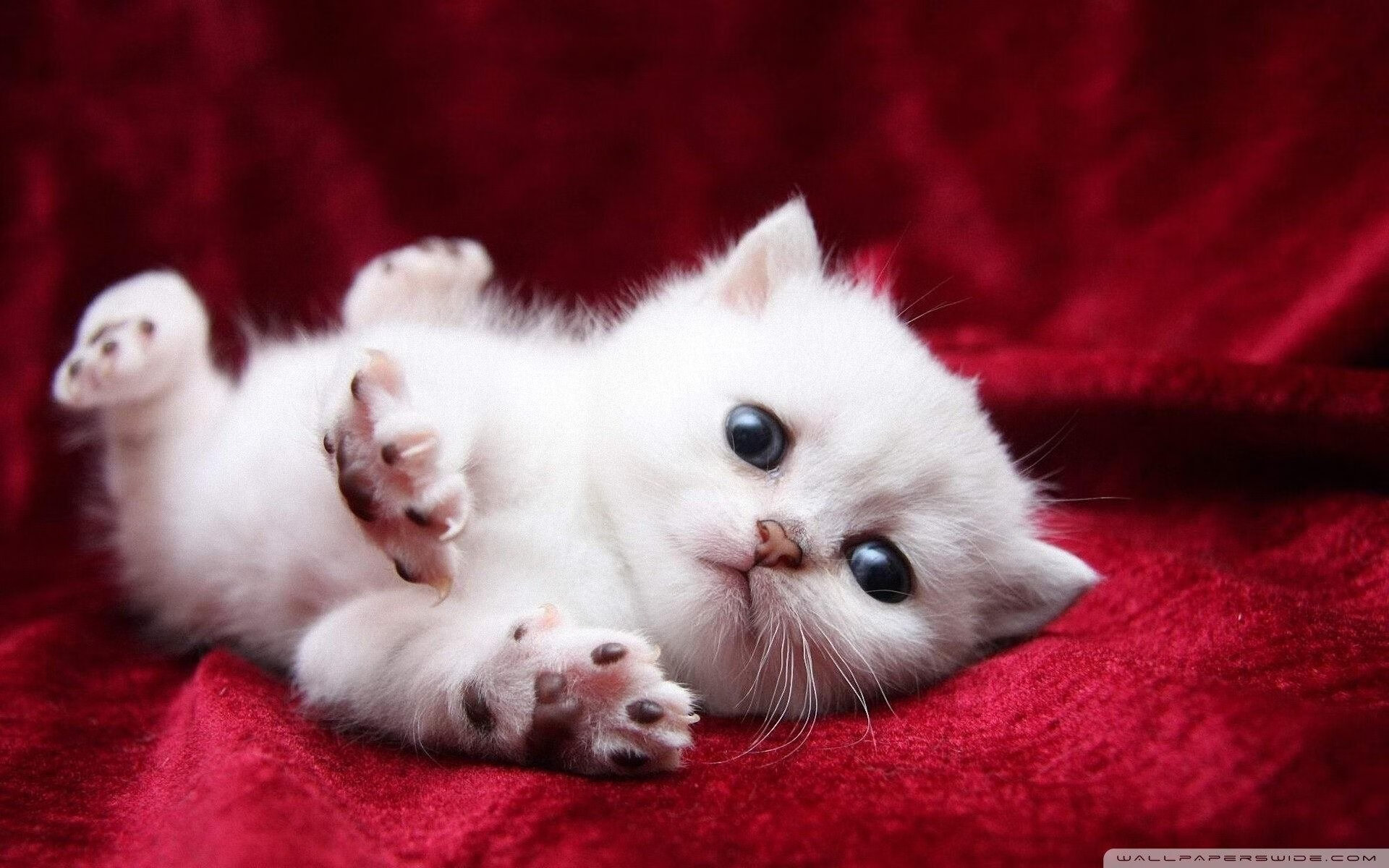 杜兰特狂轰55分刷新CBA纪录，广厦队加时险胜深圳队