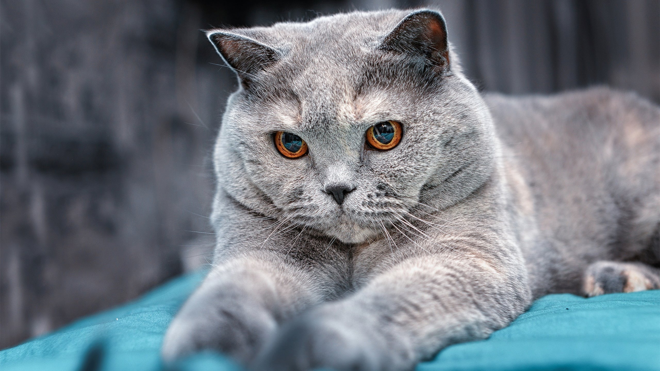 拉梅洛魔法席卷上海滩！掘金窒息节奏一波流击溃大鲨鱼